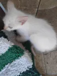 Francisco