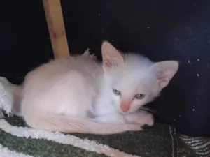 Gato raça SRD-ViraLata idade 2 a 6 meses nome Francisco