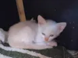Francisco