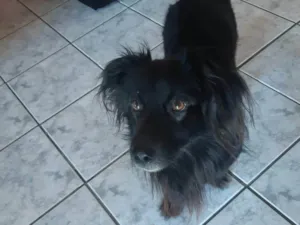 Cachorro raça SRD-ViraLata idade 3 anos nome Chocho