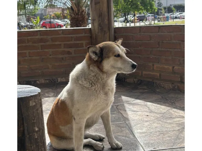 Cachorro ra a SRD-ViraLata idade 3 anos nome Antonela