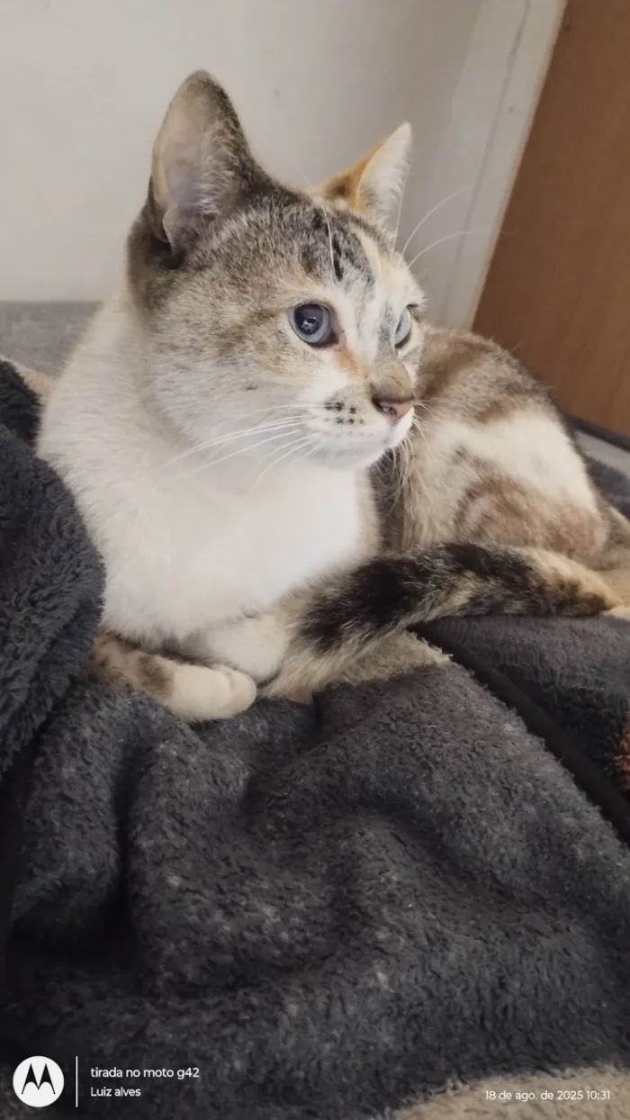 Gato raça SRD-ViraLata idade 2 anos nome Nenê 