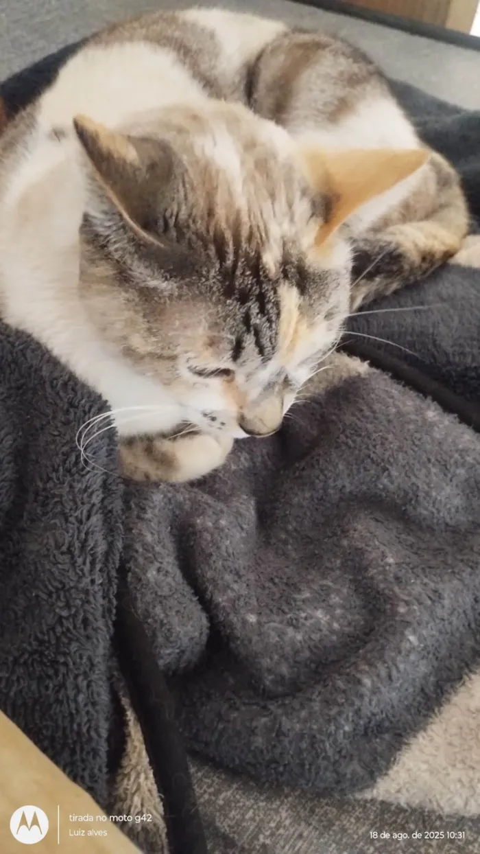 Gato raça SRD-ViraLata idade 2 anos nome Nenê 