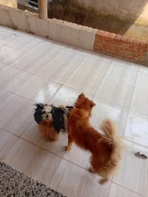 Cachorro raça Setter idade 7 a 11 meses nome Nao sei 