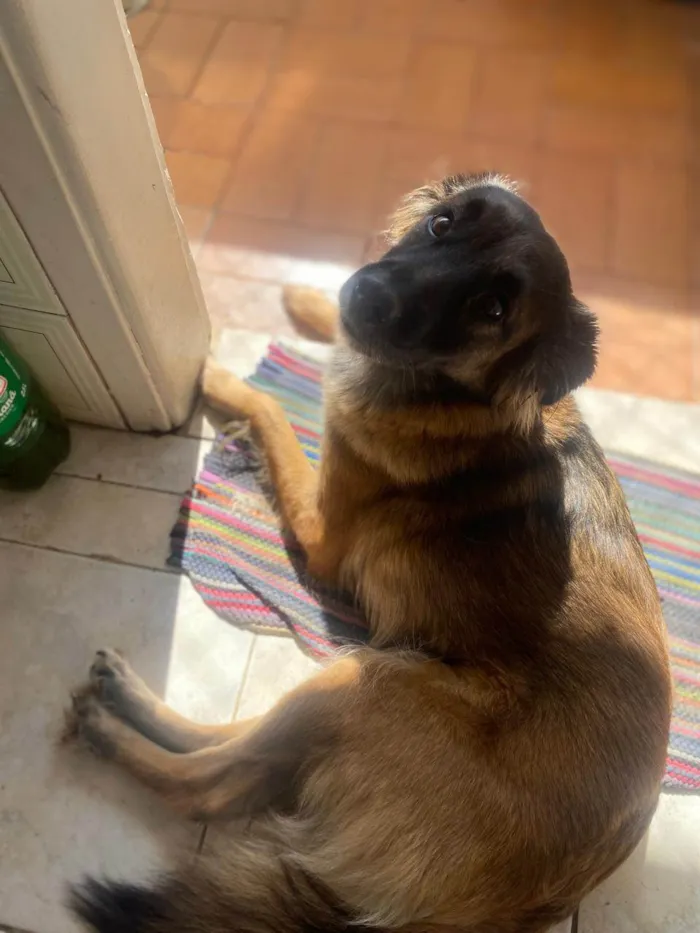 Cachorro ra a SRD-ViraLata idade 2 anos nome Freeza
