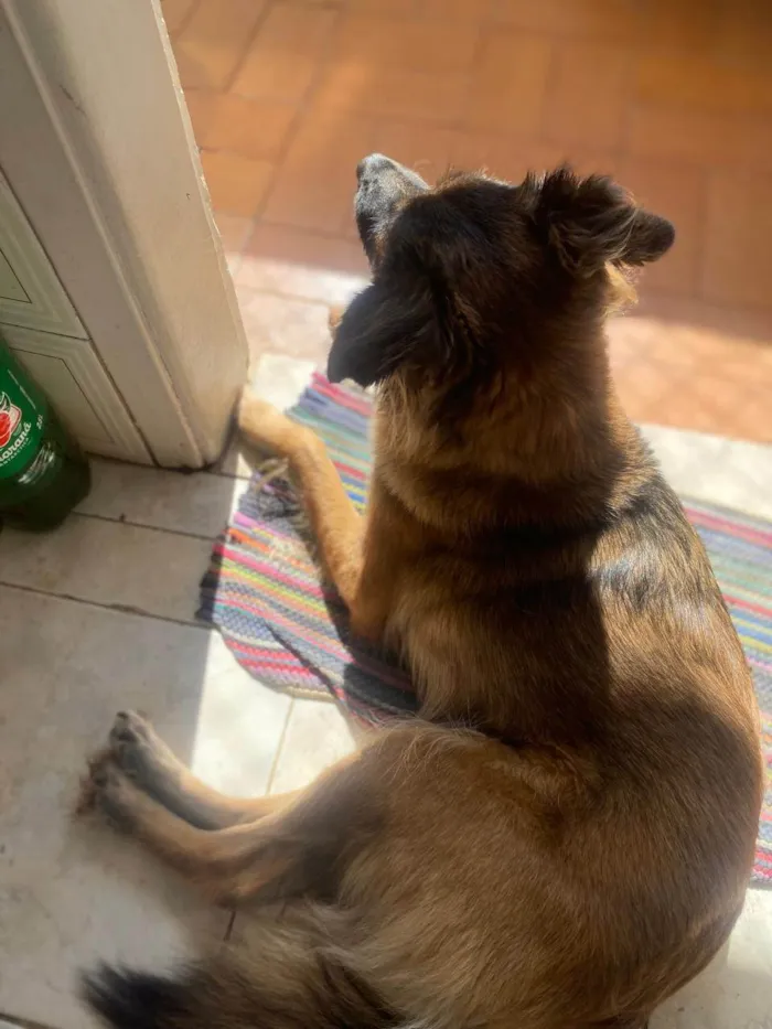 Cachorro ra a SRD-ViraLata idade 2 anos nome Freeza