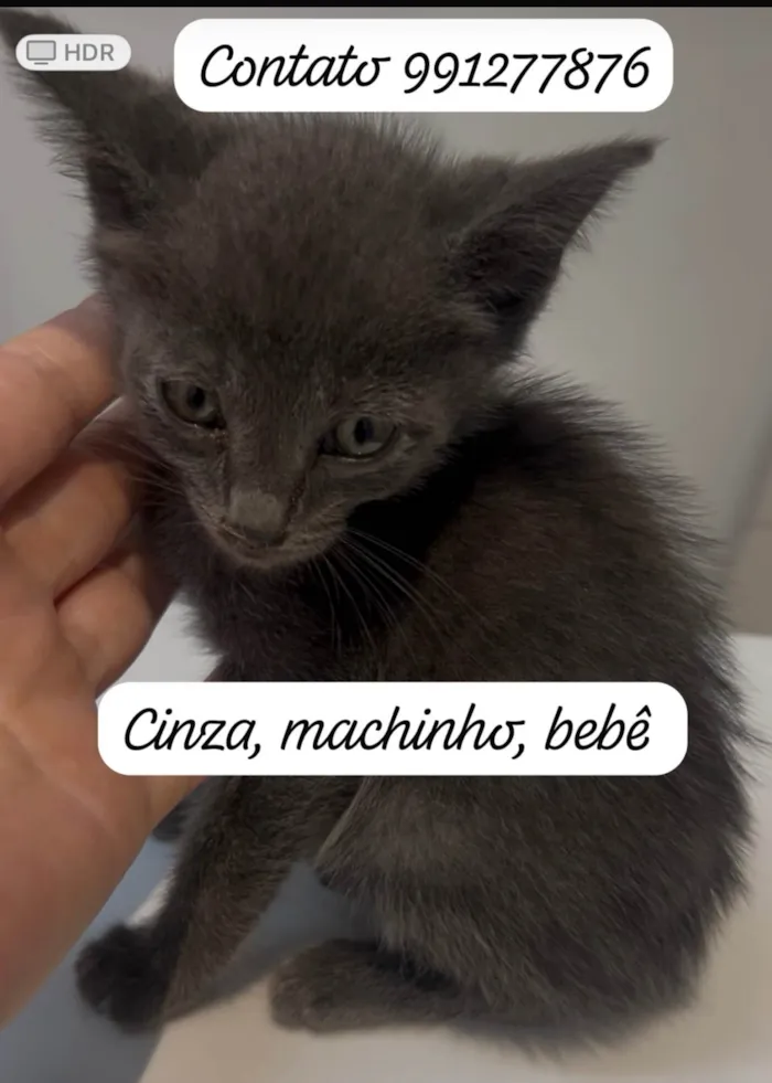 Gato ra a SRD-ViraLata idade 2 a 6 meses nome Beto