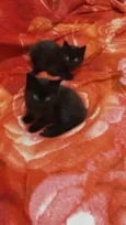Nutella 