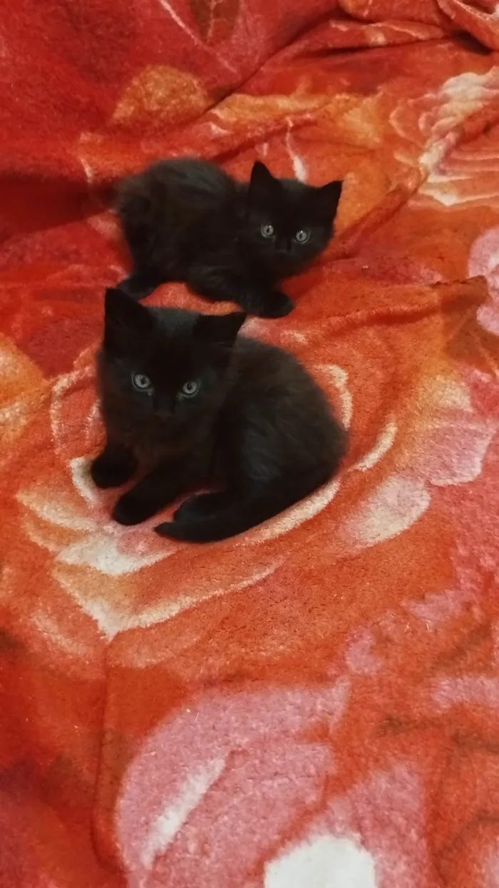 Gato ra a SRD-ViraLata idade Abaixo de 2 meses nome Nutella 