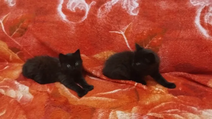 Gato ra a SRD-ViraLata idade Abaixo de 2 meses nome Nutella 