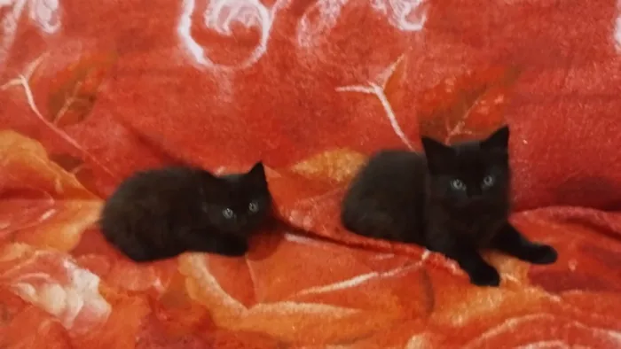 Gato ra a SRD-ViraLata idade Abaixo de 2 meses nome Nutella 