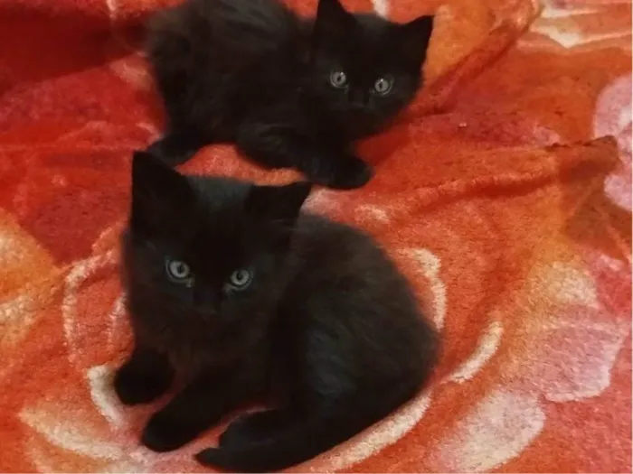 Gato ra a SRD-ViraLata idade Abaixo de 2 meses nome Nutella 