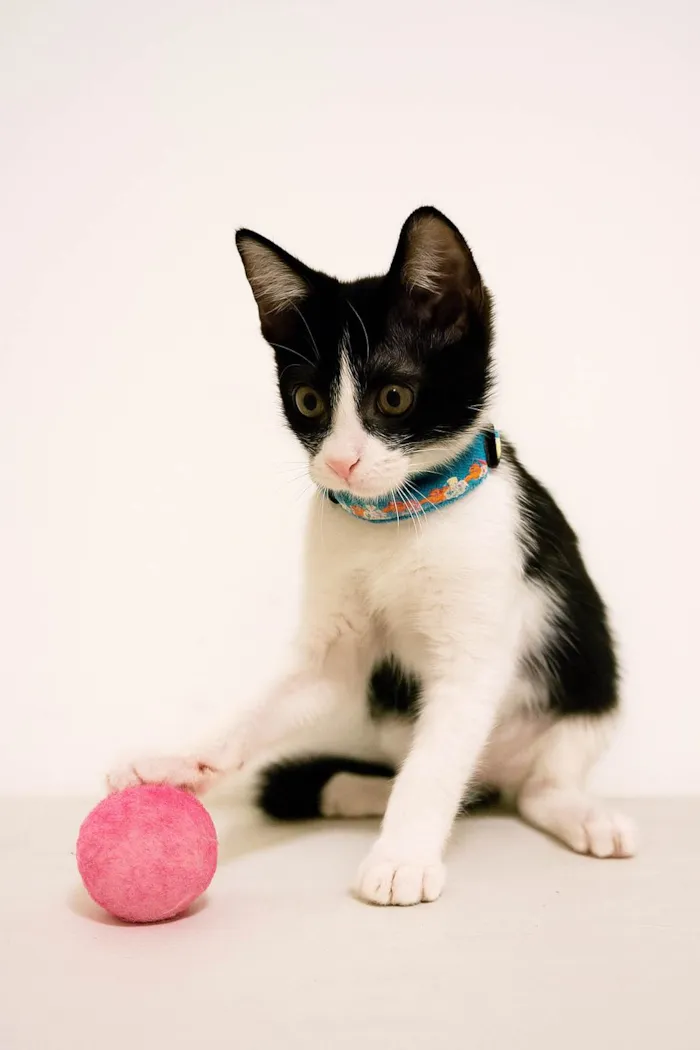 Gato ra a SRD-ViraLata idade Abaixo de 2 meses nome Fred