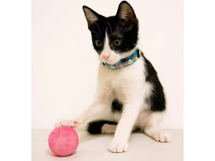 Gato ra a SRD-ViraLata idade Abaixo de 2 meses nome Fred