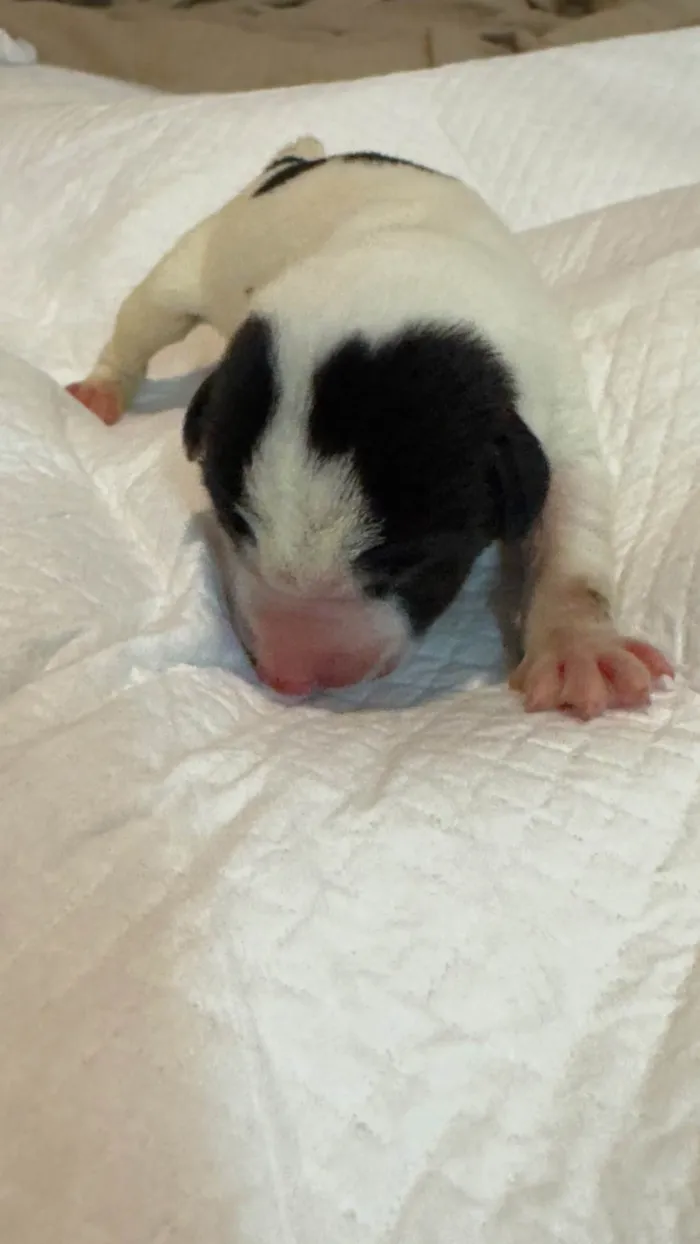 Cachorro ra a SRD-ViraLata idade Abaixo de 2 meses nome Filhotes 