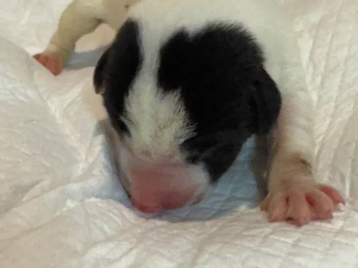 Cachorro ra a SRD-ViraLata idade Abaixo de 2 meses nome Filhotes 