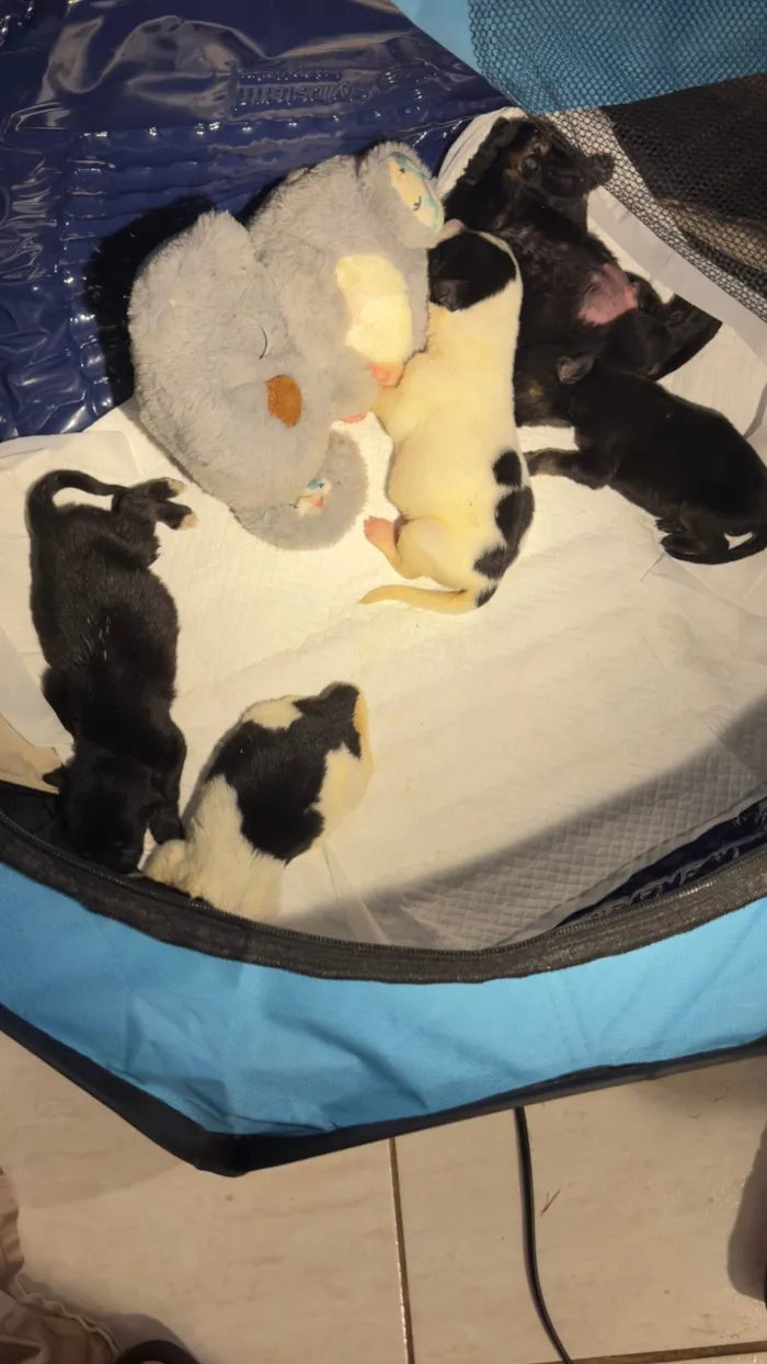 Cachorro ra a SRD-ViraLata idade Abaixo de 2 meses nome Filhotes 