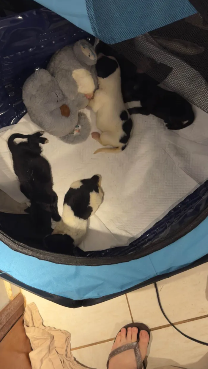 Cachorro ra a SRD-ViraLata idade Abaixo de 2 meses nome Filhotes 