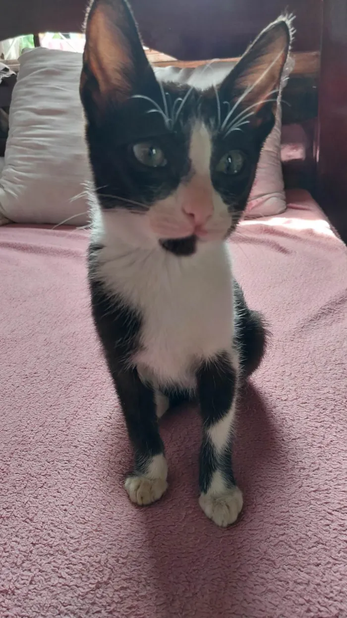Gato ra a SRD-ViraLata idade 7 a 11 meses nome Antônio 