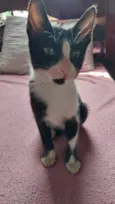 Antônio