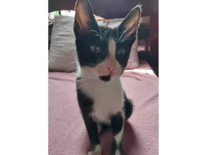 Gato raça SRD-ViraLata idade 7 a 11 meses nome Antônio 