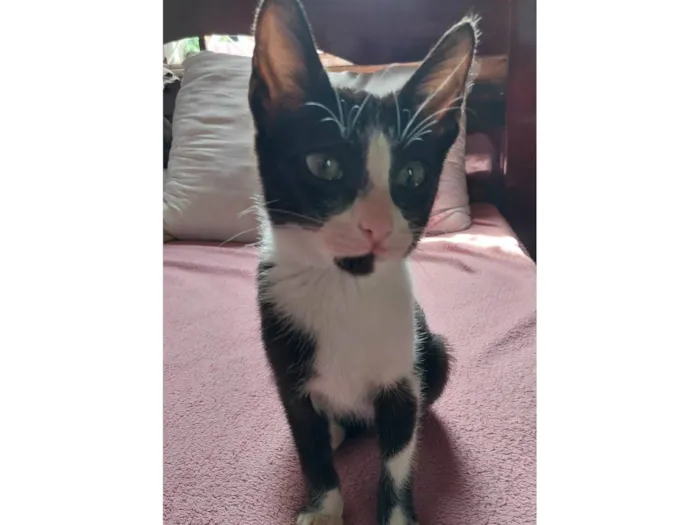 Gato ra a SRD-ViraLata idade 7 a 11 meses nome Antônio 