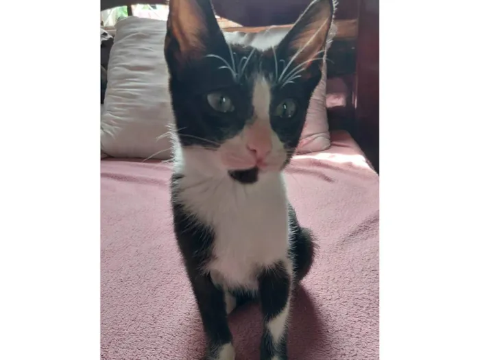 Gato ra a SRD-ViraLata idade 7 a 11 meses nome Antônio 