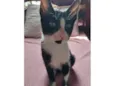 Antônio