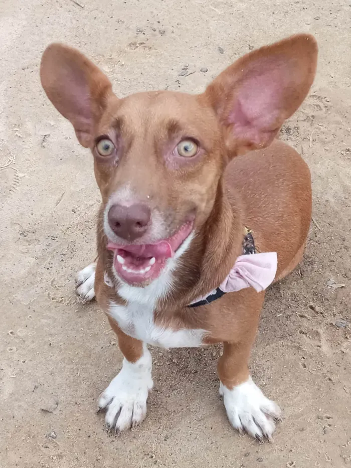Cachorro ra a SRD-ViraLata idade 7 a 11 meses nome Paçoca 