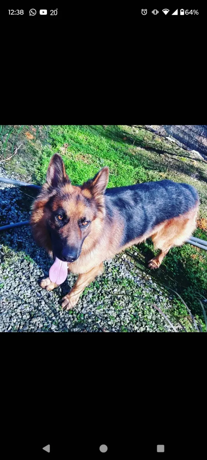 Cachorro ra a Pastor Alemão idade 6 ou mais anos nome Saddam