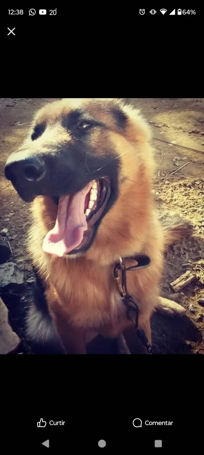 Cachorro ra a Pastor Alemão idade 6 ou mais anos nome Saddam