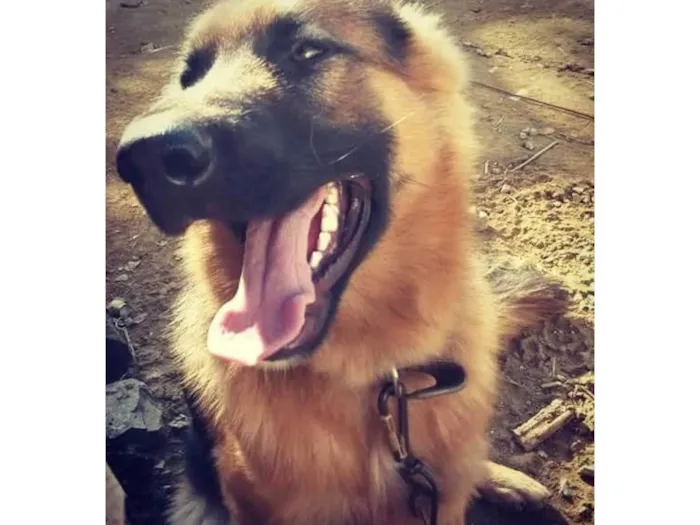 Cachorro ra a Pastor Alemão idade 6 ou mais anos nome Saddam