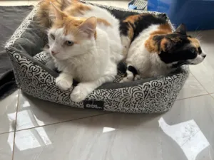 Gato raça SRD-ViraLata idade 5 anos nome Galleta e Canela