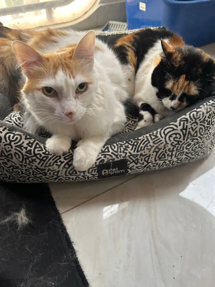 Gato ra a SRD-ViraLata idade 5 anos nome Galleta e Canela