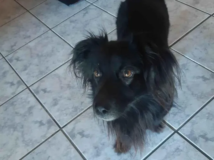 Cachorro ra a SRD-ViraLata idade 3 anos nome Chocho