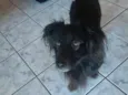 Chocho