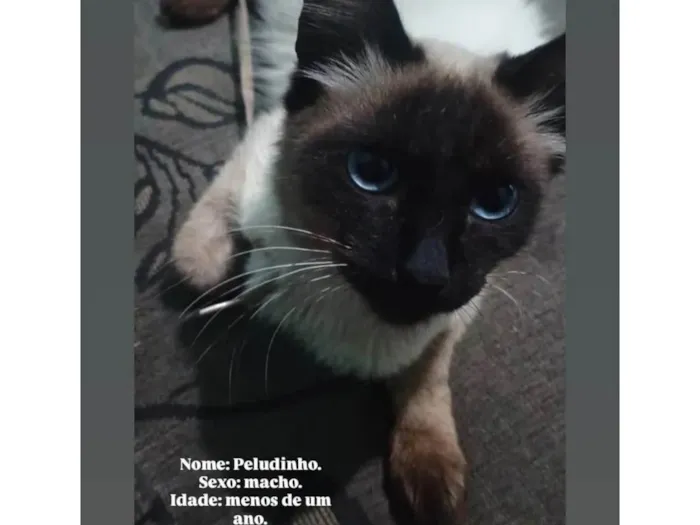 Gato ra a Siamês idade 7 a 11 meses nome Peludo