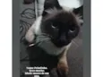 Peludo