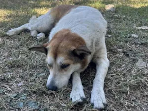 Cachorro raça SRD-ViraLata idade 3 anos nome Antonela