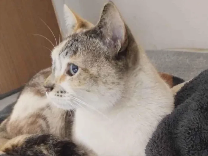 Gato raça SRD-ViraLata idade 2 anos nome Nenê 