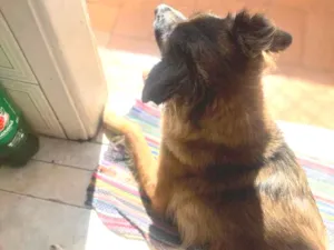 Cachorro raça SRD-ViraLata idade 2 anos nome Freeza
