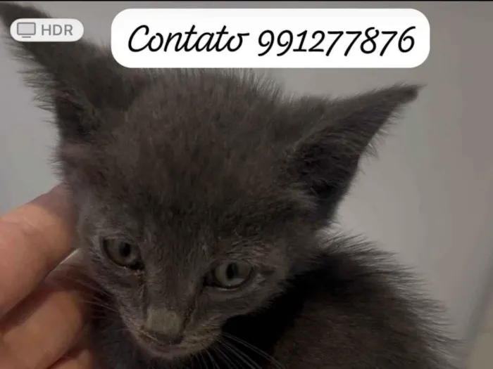 Gato ra a SRD-ViraLata idade 2 a 6 meses nome Beto