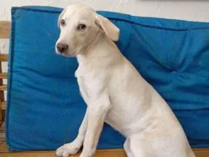 Cachorro raça SRD-ViraLata idade 4 anos nome Bingo