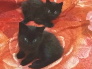 Gato raça SRD-ViraLata idade Abaixo de 2 meses nome Nutella 