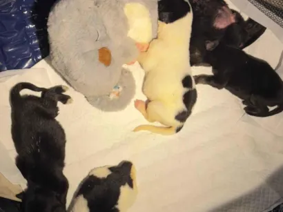 Cachorro raça SRD-ViraLata idade Abaixo de 2 meses nome Filhotes 