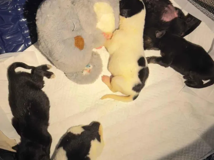 Cachorro ra a SRD-ViraLata idade Abaixo de 2 meses nome Filhotes 