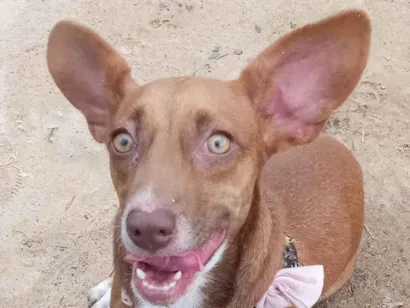 Cachorro raça SRD-ViraLata idade 7 a 11 meses nome Paçoca 