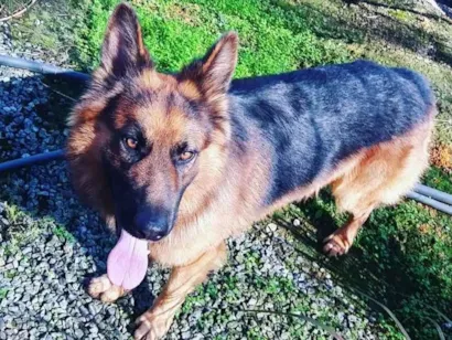 Cachorro raça Pastor Alemão idade 6 ou mais anos nome Saddam