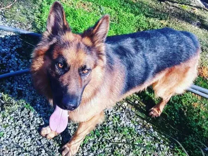 Cachorro ra a Pastor Alemão idade 6 ou mais anos nome Saddam