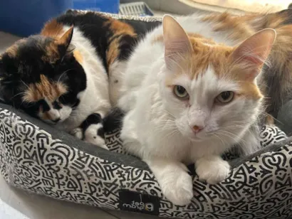 Gato raça SRD-ViraLata idade 5 anos nome Galleta e Canela
